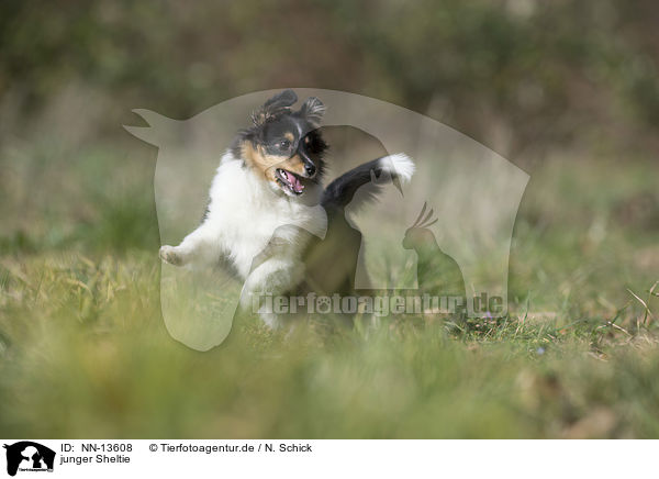 junger Sheltie / young Shetland Sheepdog / NN-13608