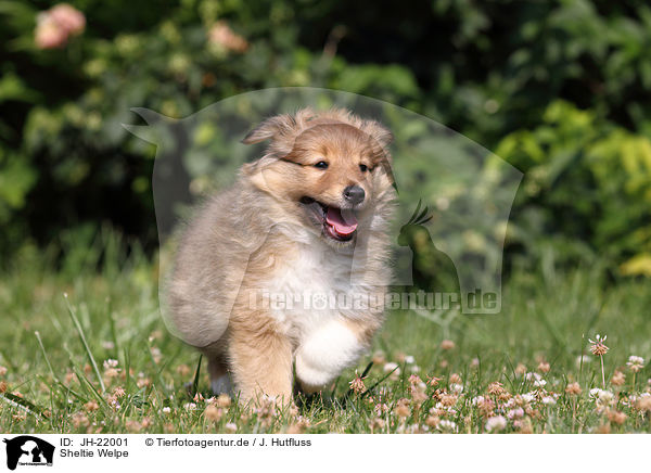 Sheltie Welpe / Sheltie Puppy / JH-22001