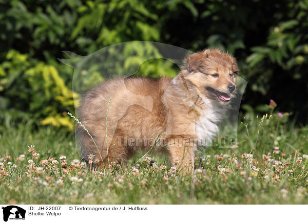 Sheltie Welpe / Sheltie Puppy / JH-22007