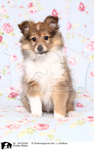 Sheltie Welpe / Sheltie Puppy / JH-22026