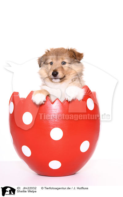 Sheltie Welpe / JH-22032
