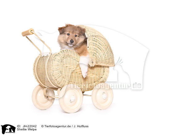 Sheltie Welpe / JH-22042