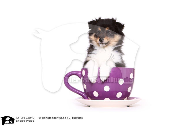 Sheltie Welpe / JH-22049