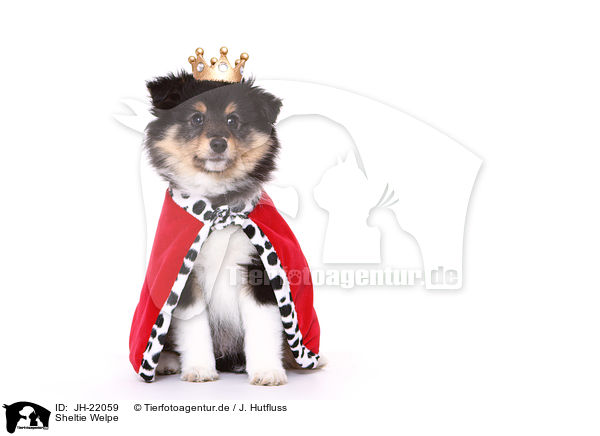 Sheltie Welpe / Sheltie Puppy / JH-22059
