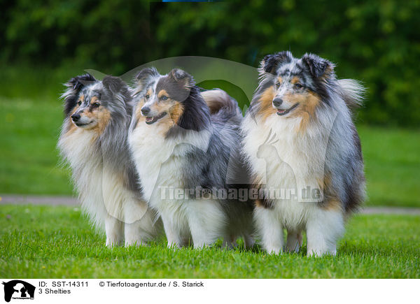 3 Shelties / SST-14311