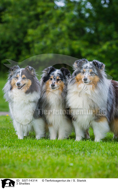 3 Shelties / SST-14314