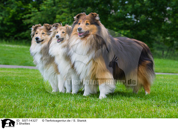 3 Shelties / SST-14327