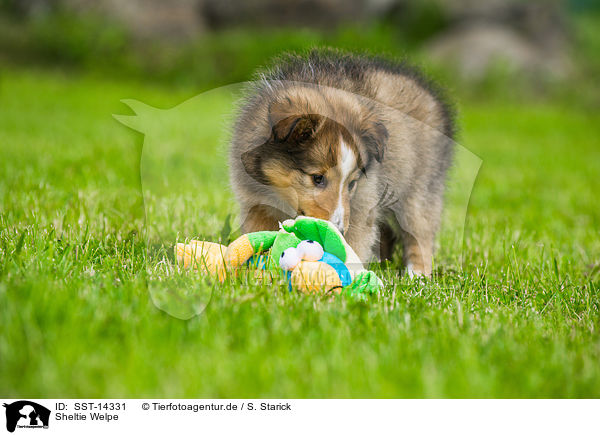 Sheltie Welpe / Shetland Sheepdog Puppy / SST-14331