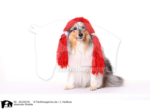 sitzender Sheltie / JH-22418