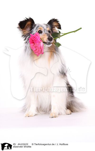 sitzender Sheltie / JH-22422