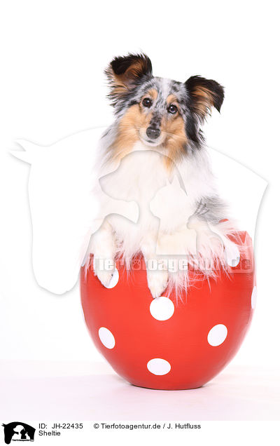 Sheltie / JH-22435