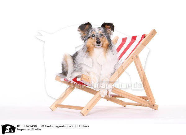 liegender Sheltie / lying Shetland Sheepdog / JH-22438