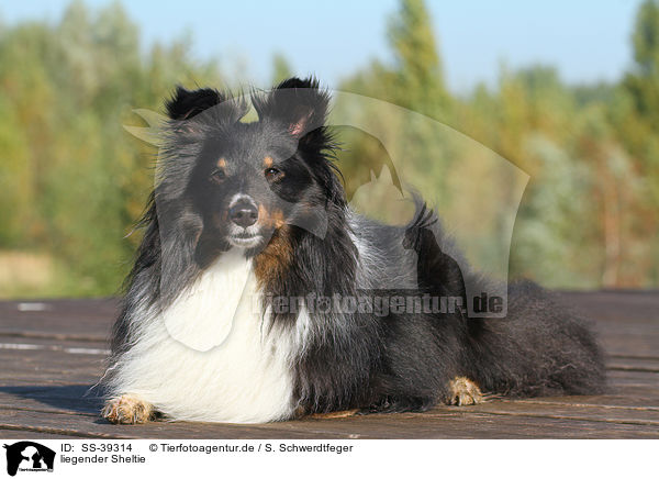 liegender Sheltie / lying Shetland Sheepdog / SS-39314