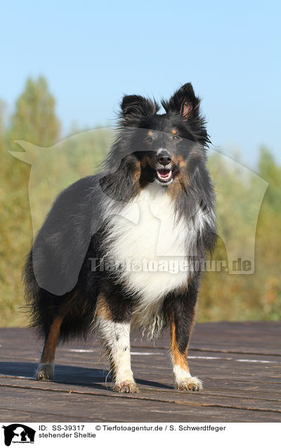stehender Sheltie / standing Shetland Sheepdog / SS-39317