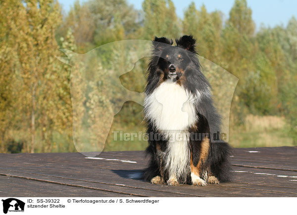 sitzender Sheltie / sitting Shetland Sheepdog / SS-39322