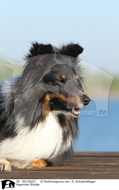 liegender Sheltie / lying Shetland Sheepdog / SS-39327
