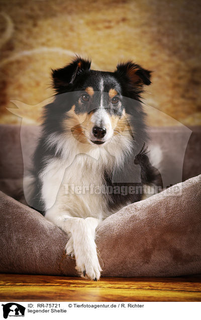 liegender Sheltie / lying Sheltie / RR-75721