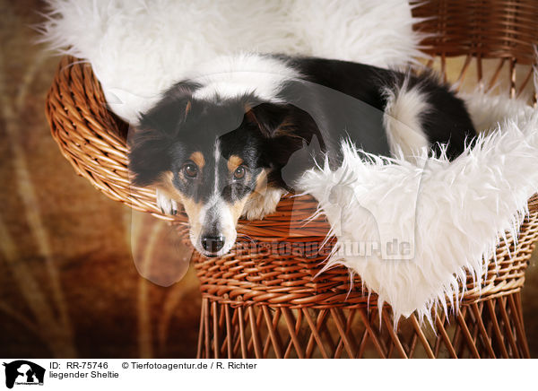 liegender Sheltie / lying Sheltie / RR-75746