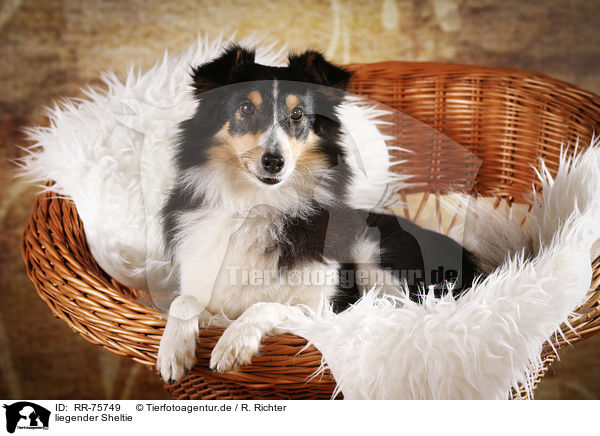 liegender Sheltie / lying Sheltie / RR-75749