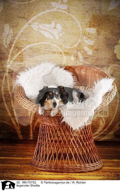 liegender Sheltie / lying Sheltie / RR-75752