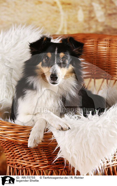 liegender Sheltie / lying Sheltie / RR-75755