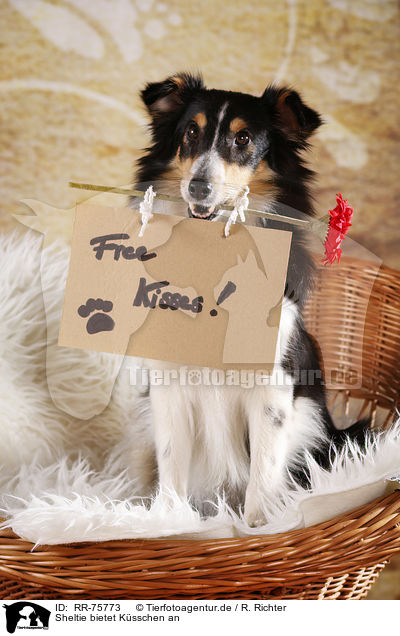 Sheltie bietet Ksschen an / RR-75773