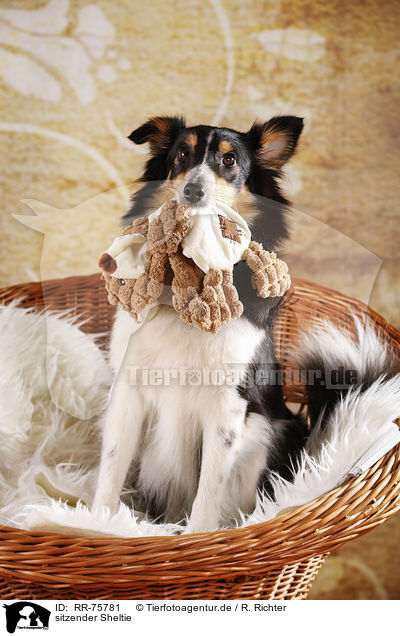 sitzender Sheltie / sitting Sheltie / RR-75781