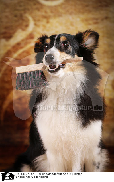 Sheltie hlt Gegenstand / Sheltie keeps something / RR-75786