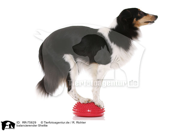 balancierender Sheltie / balancing Sheltie / RR-75829