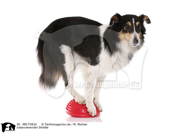 balancierender Sheltie / balancing Sheltie / RR-75832
