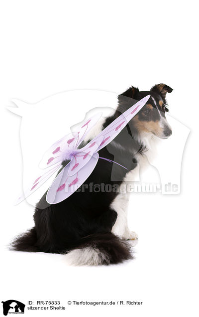 sitzender Sheltie / sitting Sheltie / RR-75833