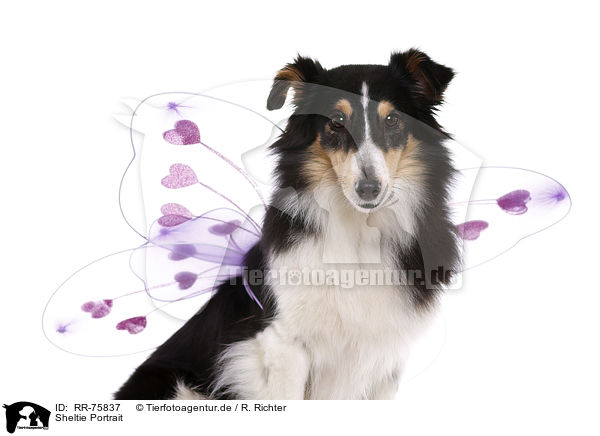 Sheltie Portrait / Sheltie Portrait / RR-75837