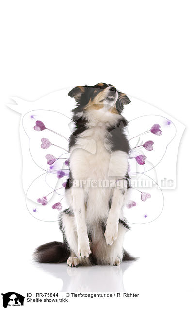 Sheltie shows trick / Sheltie zeigt Trick / RR-75844