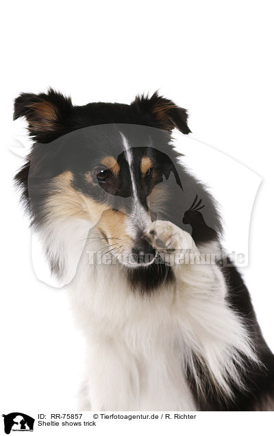 Sheltie shows trick / Sheltie zeigt Trick / RR-75857