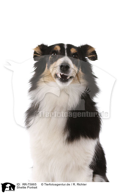 Sheltie Portrait / Sheltie Portrait / RR-75865
