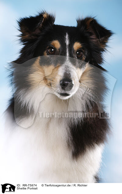 Sheltie Portrait / RR-75874
