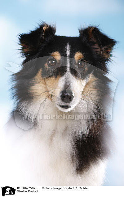 Sheltie Portrait / RR-75875
