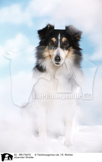 sitzender Sheltie / RR-75876