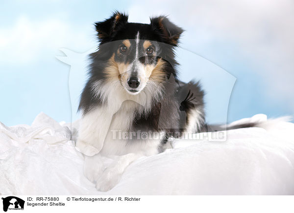 liegender Sheltie / RR-75880