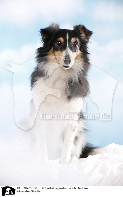 sitzender Sheltie / RR-75888