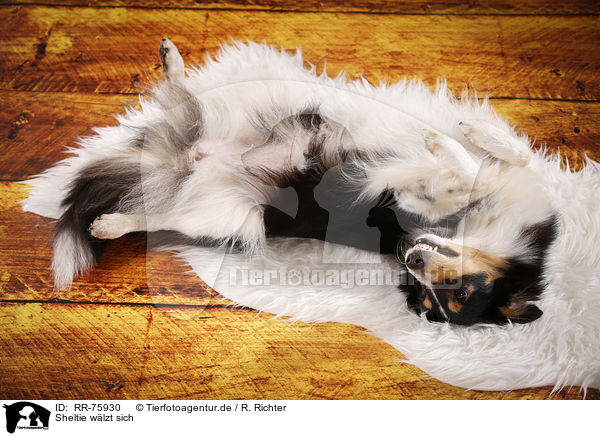 Sheltie wlzt sich / rolling Sheltie / RR-75930