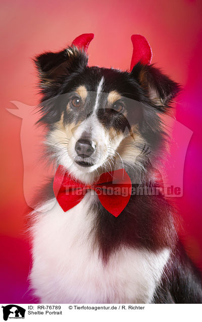 Sheltie Portrait / Sheltie Portrait / RR-76789