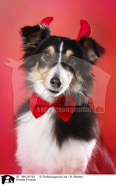 Sheltie Portrait / Sheltie Portrait / RR-76792