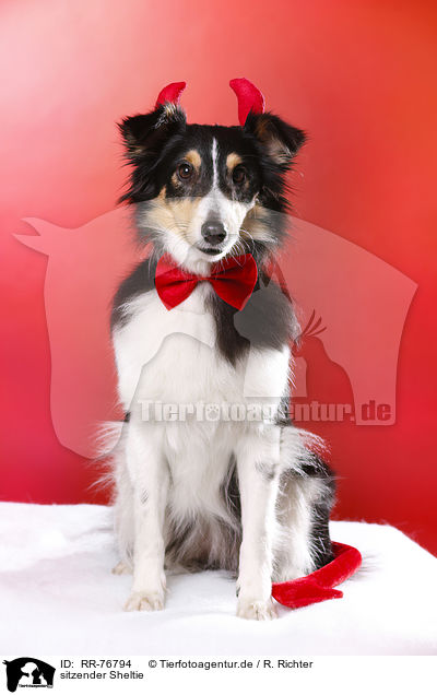 sitzender Sheltie / sitting Sheltie / RR-76794