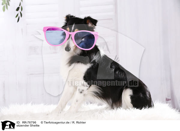 sitzender Sheltie / sitting Sheltie / RR-76796