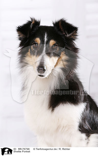 Sheltie Portrait / RR-76798