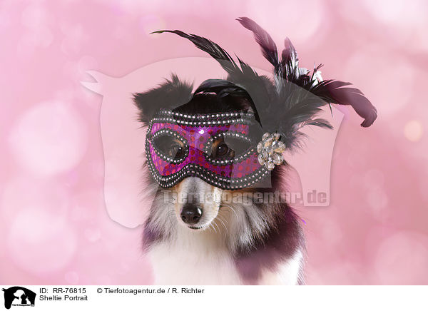 Sheltie Portrait / RR-76815