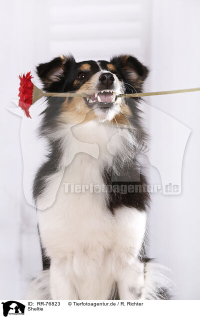 Sheltie / RR-76823