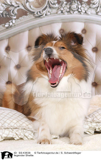 liegender Sheltie / lying Sheltie / SS-43638