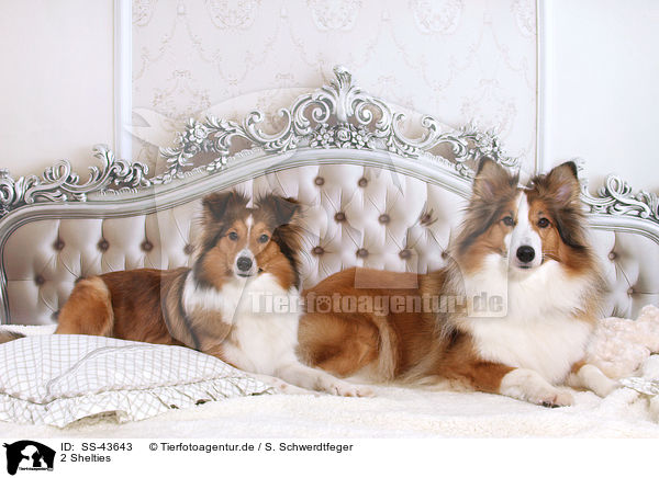 2 Shelties / SS-43643